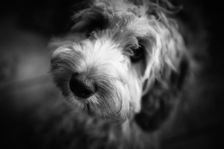 Miss Mabel Mabel is six months old and has settled into our little family life really well.  Her cockapoo personality does shine and her daftness does make us smile. 